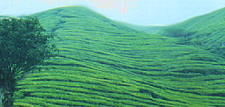 Cameron Highland
